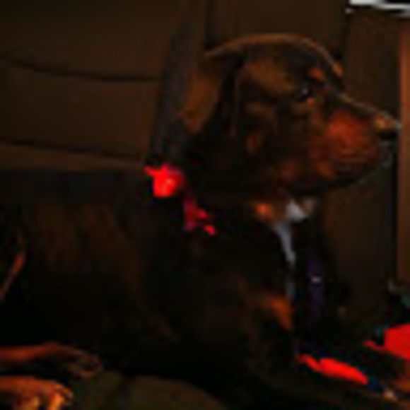 Meet your Posher, Amelia - Picture 1 of 1
